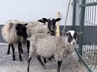 Widder, Hissar sheep — Foto 2