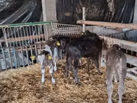 Banteng, Limousin cow — foto 2