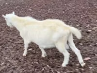 雄ヤギ, Saanen goat — 写真 3