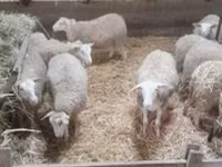 Domba betina, Sheep — foto 4