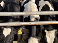 雌牛, Russian Black pied cattle — 写真 7