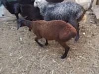 Widder, Arabi sheep — Foto 7