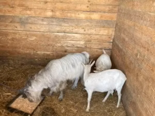 Cabra, Cabras