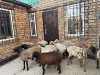 ऊँटनी, ऊंट — फ़ोटो 6