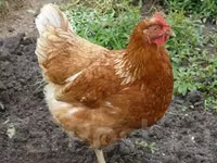 Chickens — Foto 8