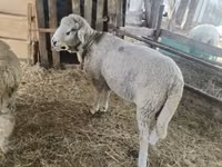 Domba jantan, Suffolk sheep — foto 1
