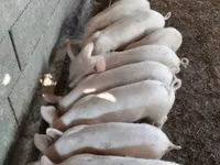 Babi (batch, jenis kelamin tidak disebutkan) — foto 1