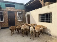 मेढ़ा, Rhon sheep — फ़ोटो 6