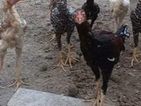 Chickens — foto 7