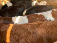 Cattle (batch, sex not specified), Simmental cattle — photo 2