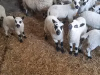 Widder, Cerry Hill sheep — Foto 1