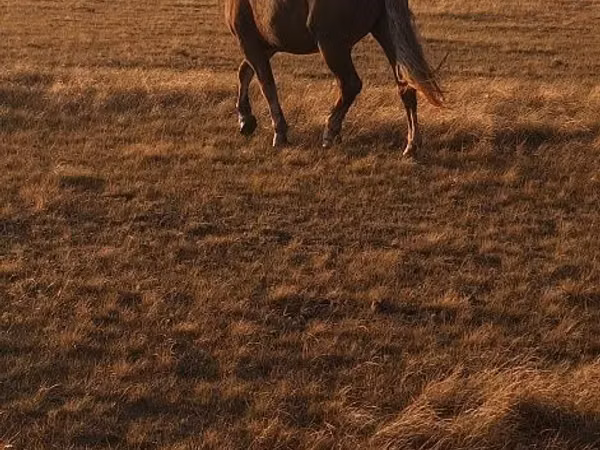 Kuda jantan, Altai horse