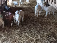 雌羊, Awassi sheep — 写真 4