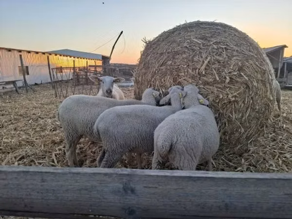 Oveja, Luzein sheep