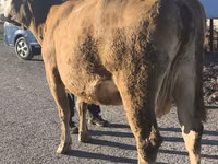 Kuh, Simmental cattle — Foto 4