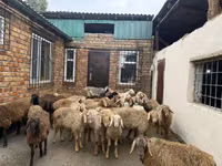 मेढ़ा, Rhon sheep — फ़ोटो 4