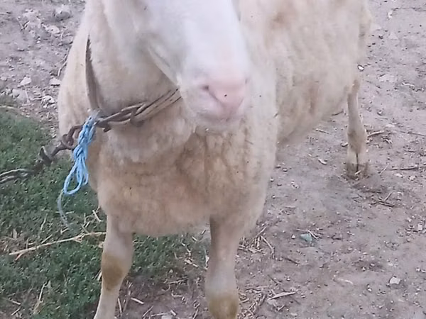 كبش, الأغنام