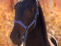 Cheval, Thoroughbred horse — photo 3