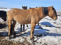 Hengst, Mugalzhar horse — Foto 4