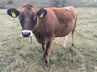 Vache, Race Jersey — photo 1