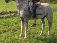 Cheval, Azerbaijan horse — photo 1