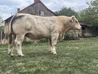 Bulle, Charolais cattle — Foto 1