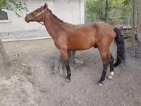 Cheval, Karachay horse — photo 1