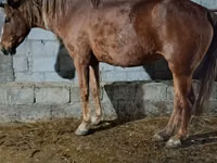 Jument, Chevaux — photo 2