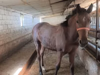 Jument, Thoroughbred horse — photo 4