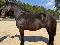 Cheval, Chevaux — photo 1