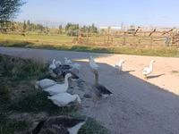 Geese — foto 2