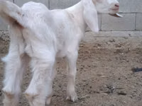 Ziegenbock, Nubian Goat — Foto 2