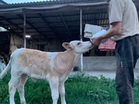 सांड, मोंबेलियार्ड — फ़ोटो 3