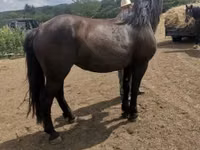 Jument, Međimurje horse — photo 6