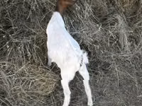 Boucs, Nigerian dwarf goats — photo 2