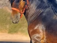 Kuda jantan, Horses — foto 1