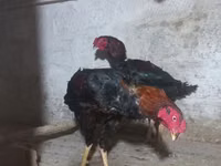 ऑस्ट्रेलियन पिट गेम फाउल — फ़ोटो 6