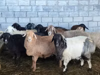 Sheep, Beulah Speckled face sheep — photo 1