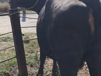 Vaca, Raza Holstein — foto 8