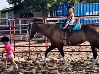 雌馬, American paint horse — 写真 8