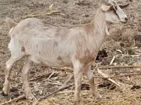 Ziege, Nubian Goat — Foto 2