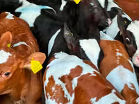 Cattle (batch, sex not specified), Russian Black pied cattle — photo 1
