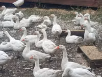 Chickens — foto 1