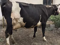 Sapi, Russian Black pied cattle — foto 8