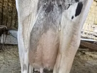 Cow, British White Cow — photo 3