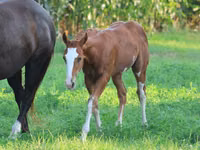 Caballo, Alter Real — foto 8