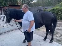 فرس, Hucul pony — الصورة 3