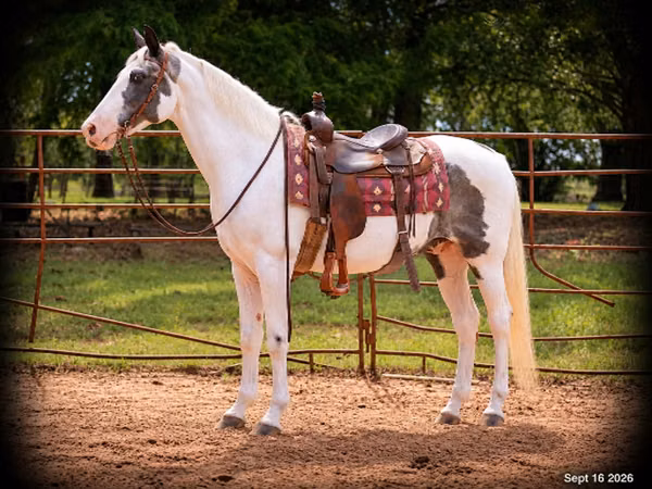 Caballo, National Show Horse