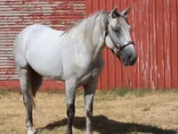Caballo, Tennessee Walking Horse — foto 5