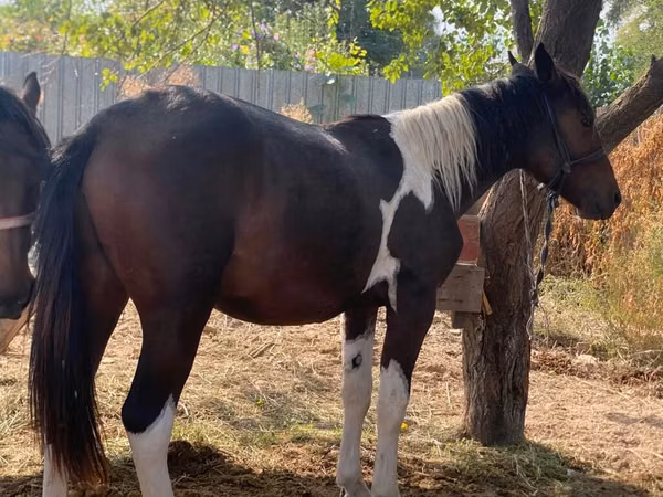 Caballo, French Trotter